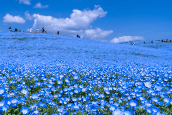 国営ひたち海浜公園