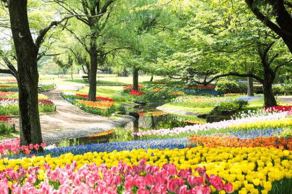 国営昭和記念公園