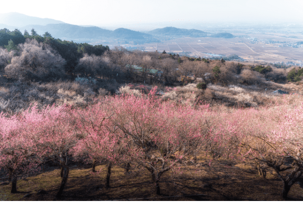 筑波山